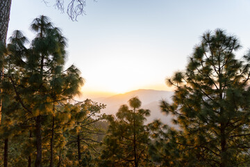 Pine trees frame misty mountain view at sunset. Golden sunlight filters through pine tree branches and illuminating distant hills. Perfect golden hour view of mountains and pine forest in lansdowne.