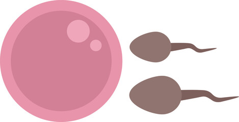 Simple educational illustration representing the fertilization process with two spermatozoas swimming towards an egg cell