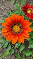 orange gerbera flower