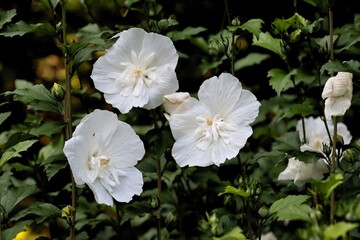 white flowers of hibiscus syriacus bush in park close up