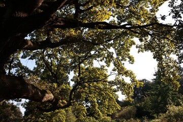 various trees in park 