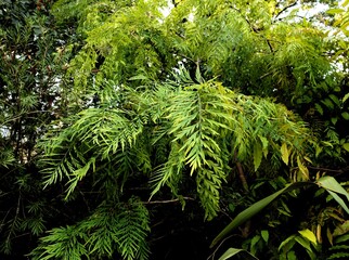 green foliage of tropical plant Grevillea robusta-Proteaceae family