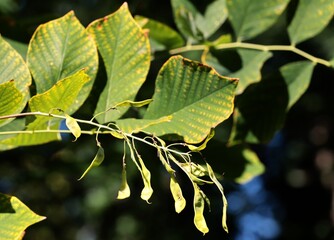 green and yellow leaves of Cladrastis Lutea tree
