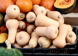 various,colorful pumpkins as tasty vegetable or decoration for Halloween