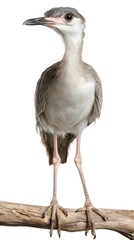 Obraz premium Black-legged Seriema Bird on White Background, Realistic Photo, Standard Background, Wallpaper, Cover and Screen of Smartphone, PC, Laptop, 16:9 and 9:16 Format