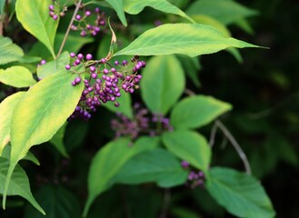 Callicarpa Japonica tree - Verbenaceae Family with lila berries
