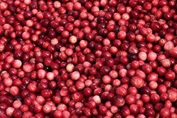 red fruits of wild  raw Cranberry -Oxycoccus