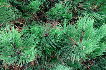 christmas tree, christmas background, tree, pine, green, branch, nature, fir, spruce, christmas, needle, plant, evergreen, forest, needles, coniferous, twig, spring, branches, closeup, conifer, close-