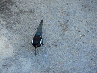 wild Eurasian magpie bird photo
