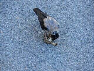 black wild crow bird photo