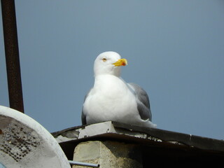 wild white seagull bird photo