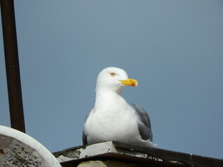 wild white seagull bird photo