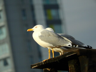 wild white seagull bird photo