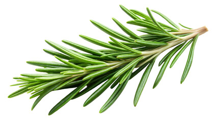 Fototapeta premium Fresh green rosemary sprig on a transparent or white background.