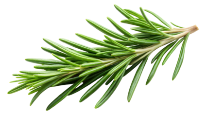 Fresh green rosemary sprig on a transparent or white background.