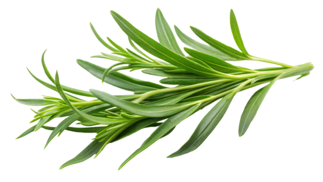 Fresh green tarragon herb on a transparent or white background