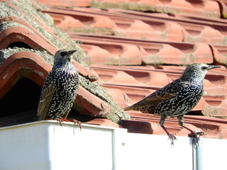 wild sturnus vulgaris bird photo