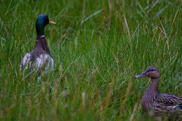 Pareja de patos en época de cría 