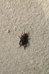 small ground crickets insect macro photo