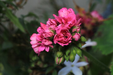 pink pelargonium zonale flower macro