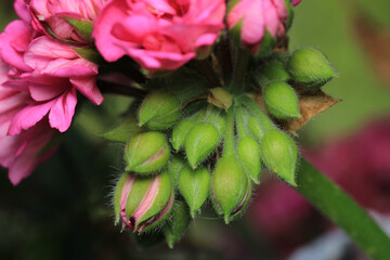 pink pelargonium zonale flower macro