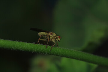 macro photo of housefly facing back