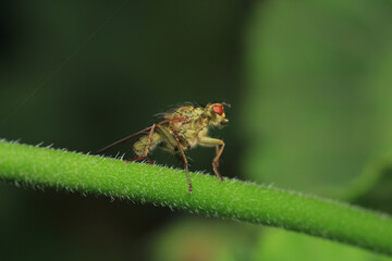 macro photo of housefly facing back