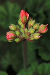 pink pelargonium zonale flower macro