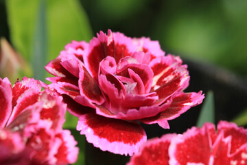 pink pelargonium zonale flower macro