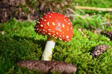 fly agaric mushroom growing on moss