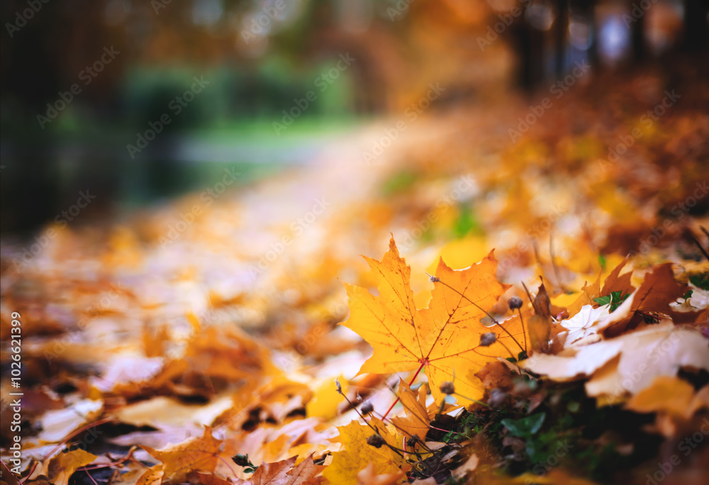 Poster autumn season concept оrange maple leaves close up in the sun rays in the park with trees in the bac