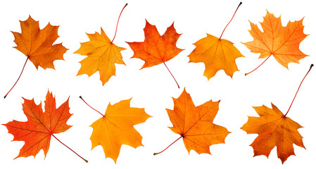 Collection of autumn leaves isolated on white background.
