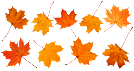 Collection of autumn leaves isolated on white background.