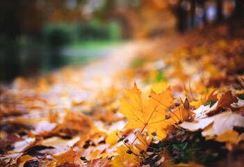 autumn season concept оrange maple leaves close up in the sun rays in the park with trees in the background