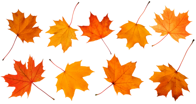 Collection of autumn leaves isolated on white background.