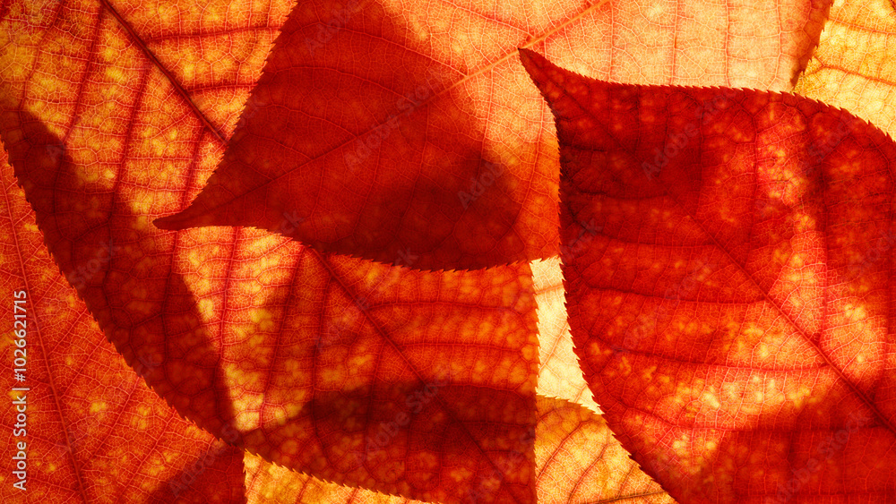 Poster bright background autumn season leaves close-up with backlight as a background, template or web bann