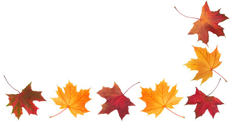 Collection of autumn leaves solated on white background.