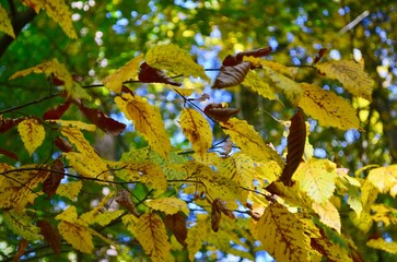 landscape crown of yellow autumn 