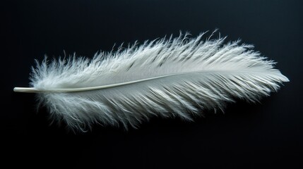 Obraz premium A single white feather against a dark background.