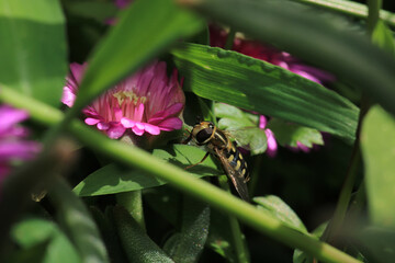 natural eupeodes flower fly photo