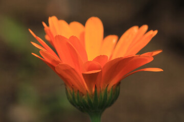 pink zinnia flower macro photo
