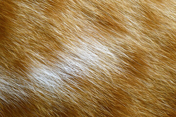 Ginger cat fur texture background.