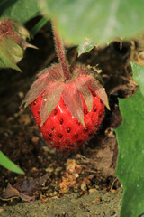 wild garden strawberry macro photo