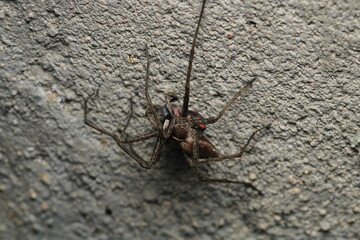 agelena labyrinthica spider macro photo