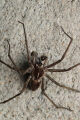 agelena labyrinthica spider macro photo