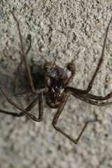 agelena labyrinthica spider macro photo