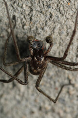agelena labyrinthica spider macro photo
