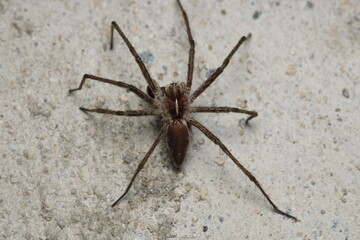 agelena labyrinthica spider macro photo