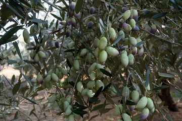 A lot of olives on the tree in the picking season