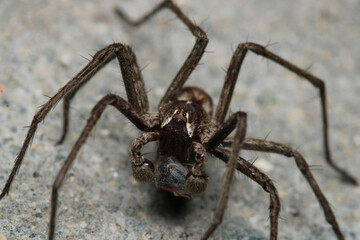 agelena labyrinthica spider macro photo